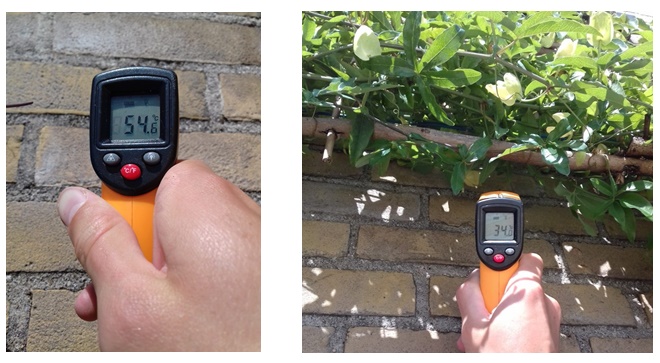 effect klimplant hittebestrijding muur