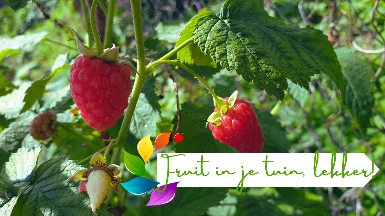 Fruitstruik de Moevie