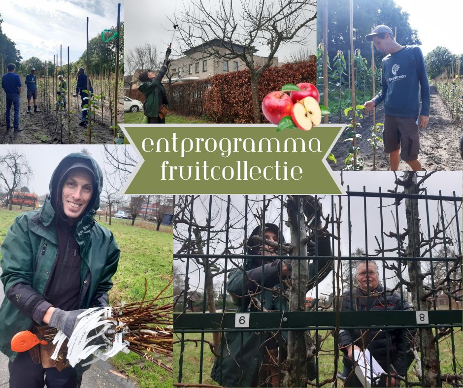 Entprogramma Fruitcollectie