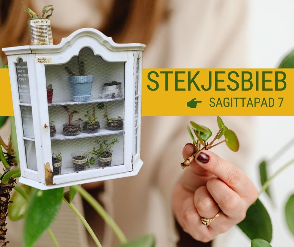 Stekjesbieb Sagittapad 7