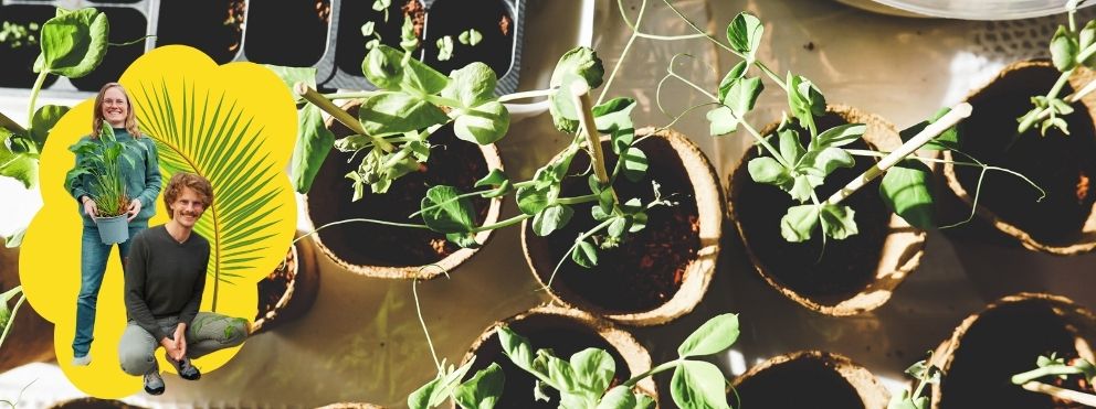 Stekjes van kamerplanten