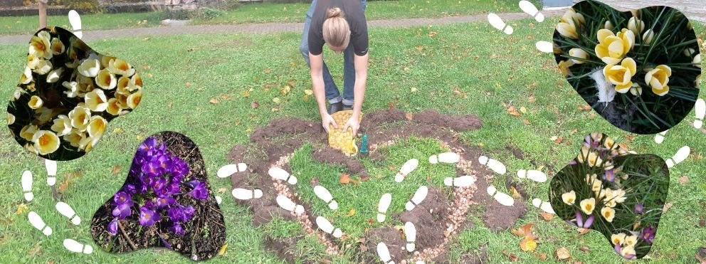 Wessel maakt een krokushart op de Overtoom